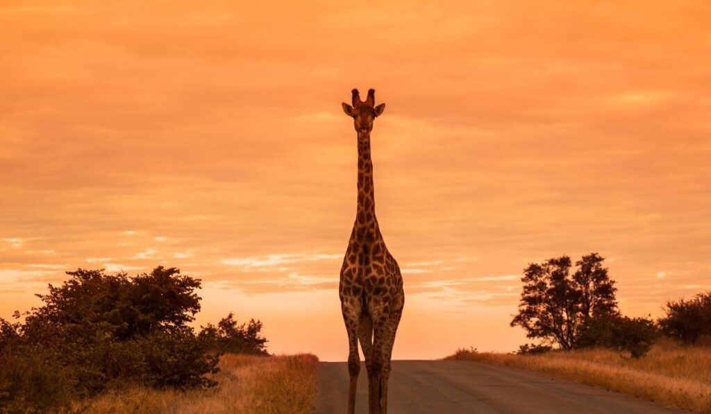 Copywriting für Personenmarken: Weck die Giraffe in dir. Essence. Authentisch, Einzigartigkeit