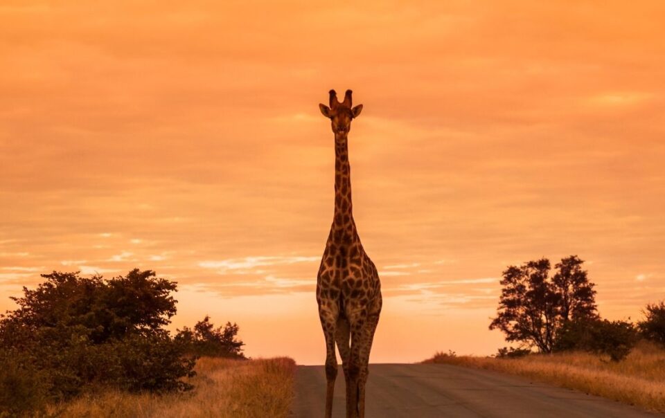 Copywriting für Personenmarken: Weck die Giraffe in dir. Essence. Authentisch, Einzigartigkeit