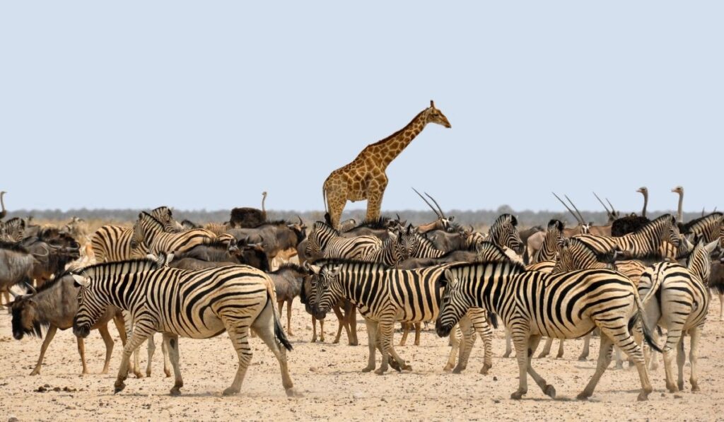 Herausragende Texte schreiben auf einem überfüllten Markt - herausragen wie die Giraffe aus der Zebraherde